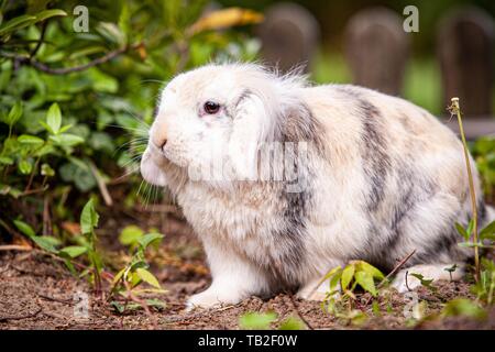 dwarf lop Stock Photo