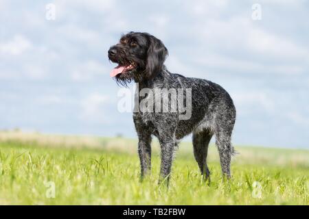 German wirehaired Pointer Stock Photo