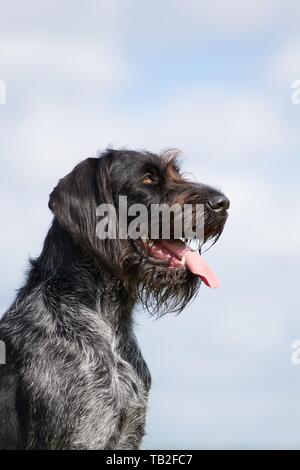 German wirehaired Pointer Portrait Stock Photo