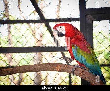 Macore bird parrot red green and blue wing In the cage Bird farm Stock Photo