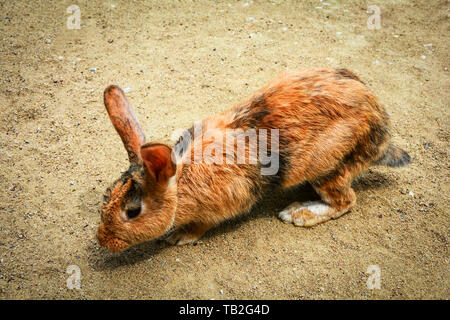 brown bunny sitting on the ground in rabbit farm animal Stock Photo