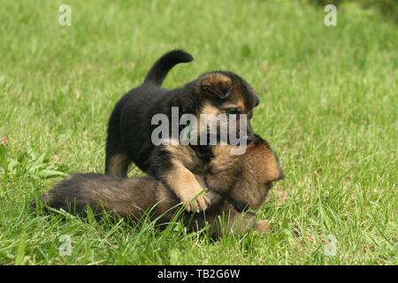 German Shepherd Puppies Stock Photo