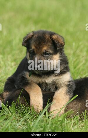 German shepherd puppies store greenfield