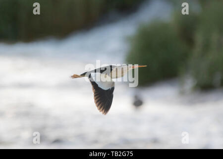 A little bittern flying over water with green vegetation in the background. Stock Photo