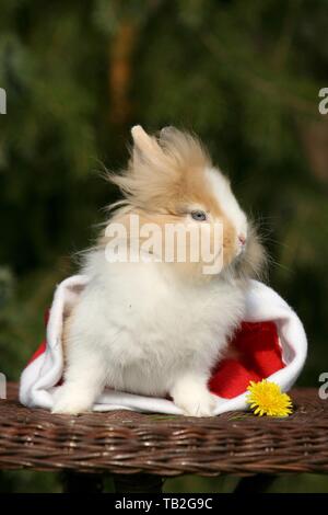 lion-headed rabbit Stock Photo