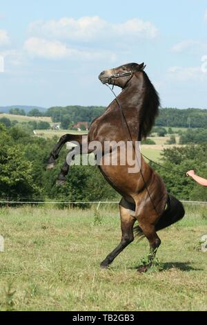 rising Connemara Pony Stock Photo - Alamy
