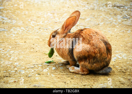 brown bunny sitting on the ground eating leaf in rabbit farm animal Stock Photo