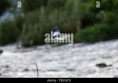 A little bittern flying over water with green vegetation in the background. Stock Photo