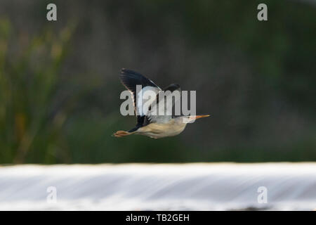 A little bittern flying over water with green vegetation in the background. Stock Photo