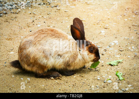 brown bunny sitting on the ground eating leaf in rabbit farm animal Stock Photo