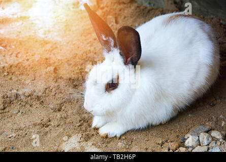 Cute white rabbit bunny with black ear sitting lying on ground in the animal pets farm Stock Photo