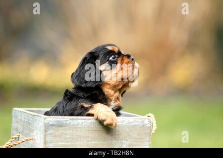 Cavalier King Charles Spaniel Puppy Stock Photo