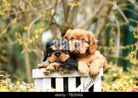 Cavalier King Charles Spaniel Puppies Stock Photo