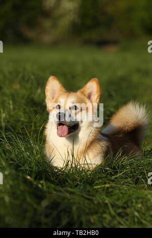 lying Welsh Corgi Pembroke