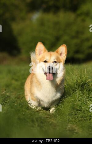 Welsh Corgi Pembroke