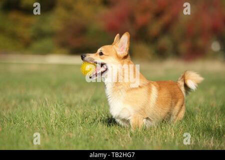 Welsh Corgi Pembroke with ball Stock Photo