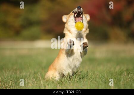 playing Welsh Corgi Pembroke Stock Photo