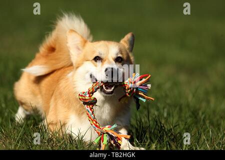 playing Welsh Corgi Pembroke Stock Photo