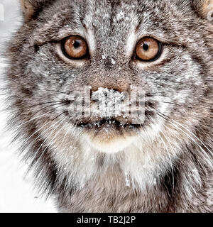 The Canada lynx, Lynx canadensis is native to North America. It can be found in Canada, Alaska and into Rocky Mountains and New Mexico. Stock Photo