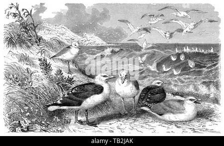 Great Black-backed gulls (Larus marinus) and Herring gulls (Larus argentatus) Stock Photo