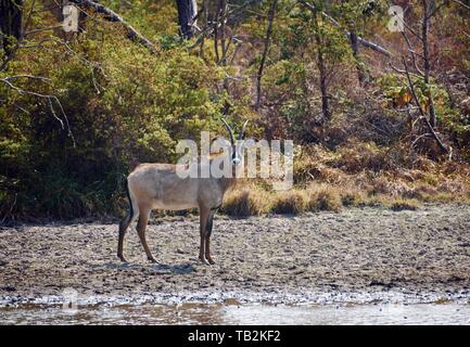 Roan antelope Stock Photo