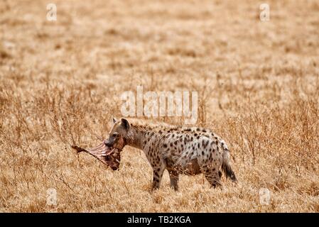 spotted hyena Stock Photo