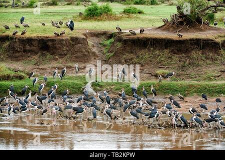 marabous, vultures and nile crocodiles Stock Photo