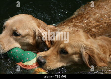 Golden Retrievers Swimming with toy in their mouths in a Pond Stock Photo