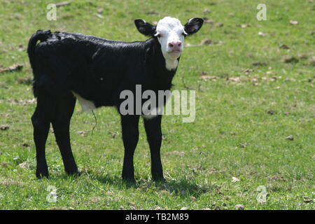 Young Black and White Faced Calf In Field Alone looking curiously to see what is going on in the field Stock Photo