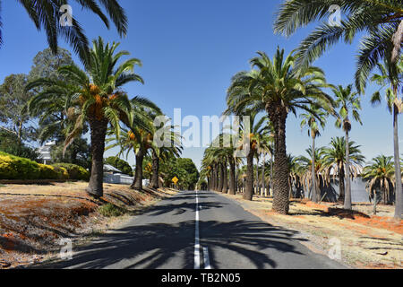 Palm Avenue at Barossa Valley, Seppeltsfield, South Australia, SA, Australia Stock Photo