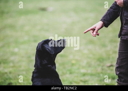 A dog trainer giving a hand command to Black Labrador dog. Stock Photo