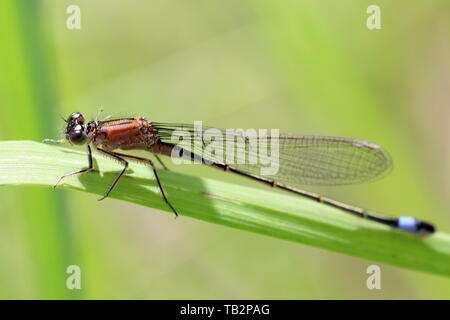 Blue tailed damsel fly (Ischnura elegans) female form Rufescens on a grass blade Stock Photo