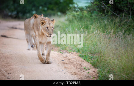 A lioness, Panthera leo, walks towards the camera on a sand road, looking out of frame, front leg raised Stock Photo