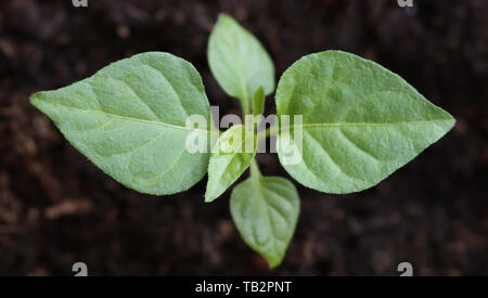 Chili pepper seedling Stock Photo