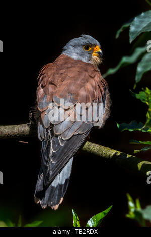 Lesser kestrel (Falco naumanni) male perched in tree against black background Stock Photo