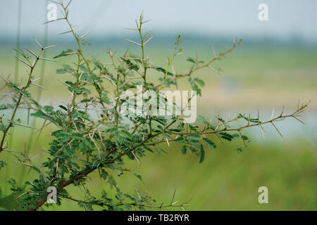 Thorns of Acacia Nilotica, Babul tree, Bangladesh Medicinal Plan Stock Photo