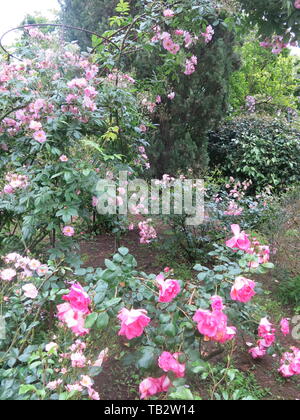 The Valley of Old Roses is one of the 'rooms' at Landriana; a combination of English & Italian garden style by Russell Page & Lavinia Taverna. Stock Photo