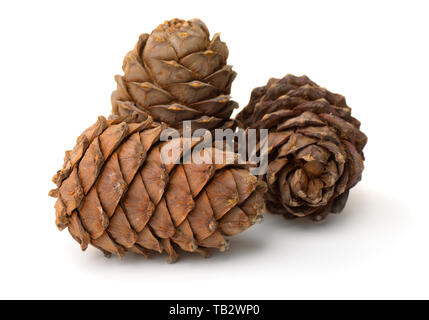 Group of ripe pine cones full of nuts isolated on white Stock Photo