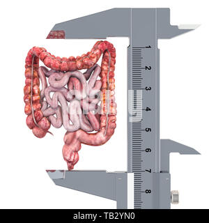 Human bowel with vernier caliper. Research and diagnosis of intestines concept, 3D rendering isolated on white background Stock Photo