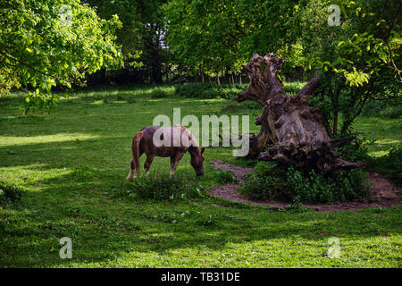 A Breton horse grazing in a field next to large uprooted tree trunk. Stock Photo