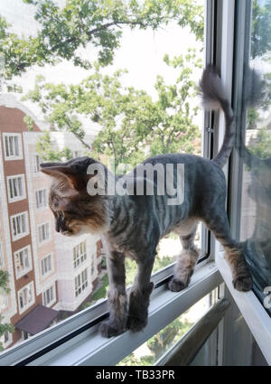 A striped Siberian cat trimmed or shaved for the summer is screaming or yawning while standing in a window with a protective net on the balcony Stock Photo