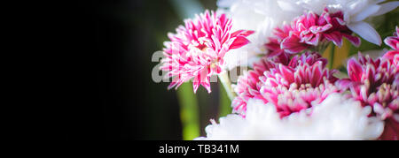 Burgundy flower bouquet isolated on bokeh, blurred background Stock Photo