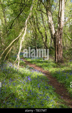 The 33 acres of publicly accessible land at North Cliffe Wood Nature Reserve always puts on a grand display of bluebells every year in the Spring time Stock Photo