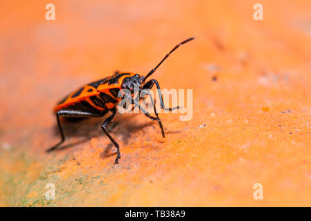 Horizontal photo of single red bug - Heteroptera. Beetle is perched on old red brick in the garden. Bug has nice red back with black dots and long ant Stock Photo