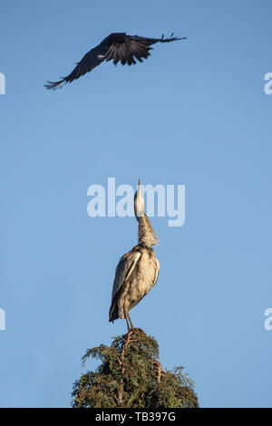 Wild, British grey heron bird (Ardea cinerea) isolated, perched up high in UK tree top, being bothered by annoying, flying crow. Stock Photo