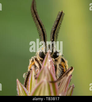 Spiris striata. Arctiinae Male moth posing on green leaf with big wet antennae Stock Photo
