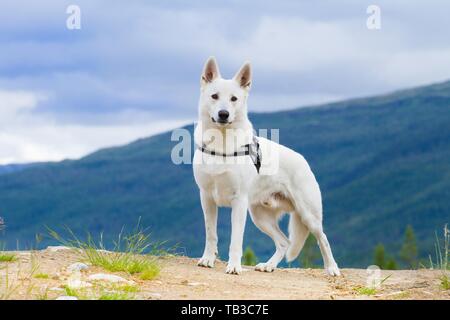 Berger Blanc Suisse Stock Photo