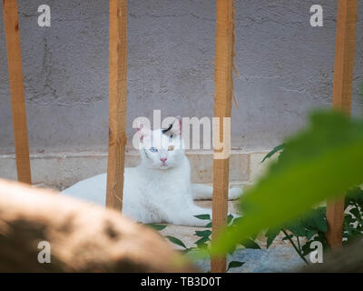 Turkish angora cat with different eyes lying on the floor tiles near the flowerbed. Stock Photo