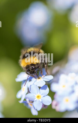 Bumble Bee on Forget-me-Not flowers, England, UK Stock Photo - Alamy