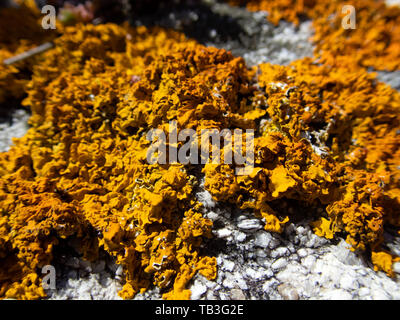 Lichen growing on rock Stock Photo